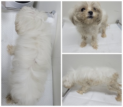 논산시 동물보호센터_444454202500360
